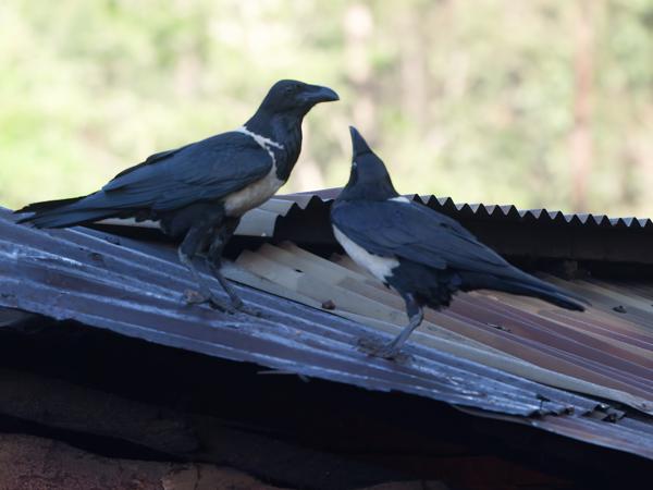 <h3><a href="/trips/tanzania/biota/animalia/chordata/aves/040 passeriformes/054 corvidae/corvus albus/corvus albus-nl.html">Corvus&nbsp;albus</a> / Pied&nbsp;crow / Schildraaf</h3>OM-1 Mark II met OLYMPUS M.150-400mm F4.5 TC, 1/2000 sec  bij F5.6, ISO 5000, afstand 13.6&nbsp;m